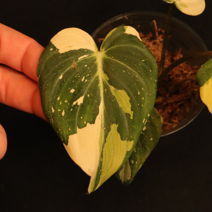 Variegated Philodendron Gloriosum - 'Type 2' - B