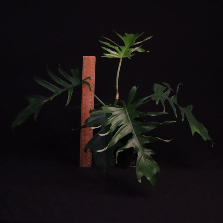 Philodendron Florida Beauty x Tortum - Green