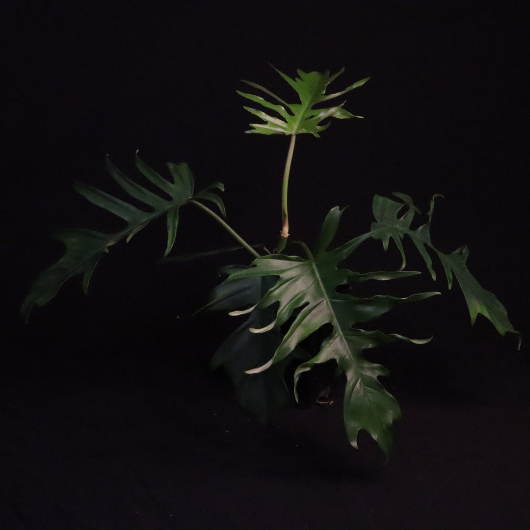 Philodendron Florida Beauty x Tortum - Green