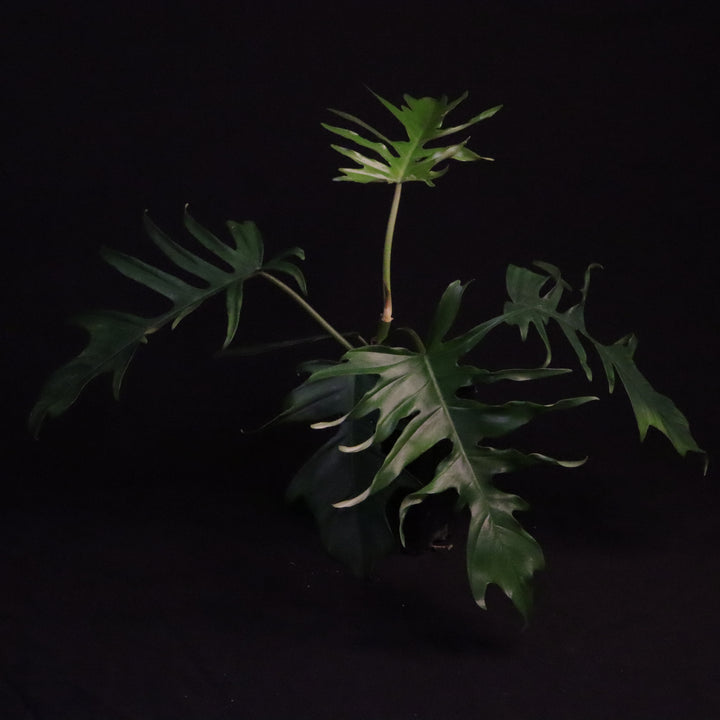 Philodendron Florida Beauty x Tortum - Green