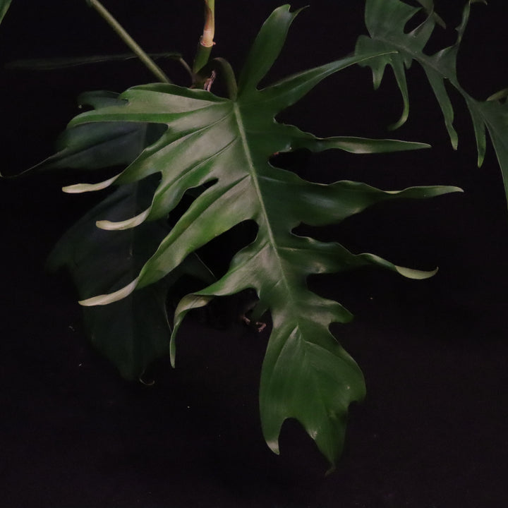 Philodendron Florida Beauty x Tortum - Green