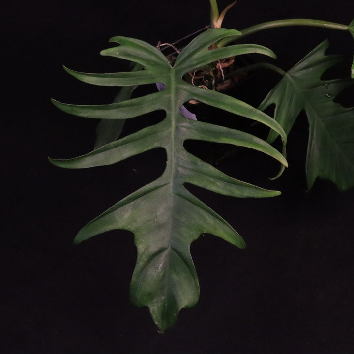 Philodendron Florida Beauty x Tortum - Green
