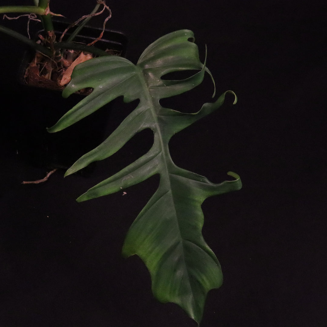 Philodendron Florida Beauty x Tortum - Green