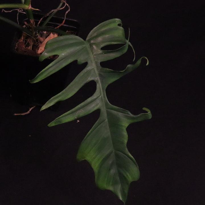 Philodendron Florida Beauty x Tortum - Green
