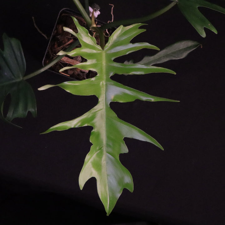 Philodendron Florida Beauty x Tortum - Green