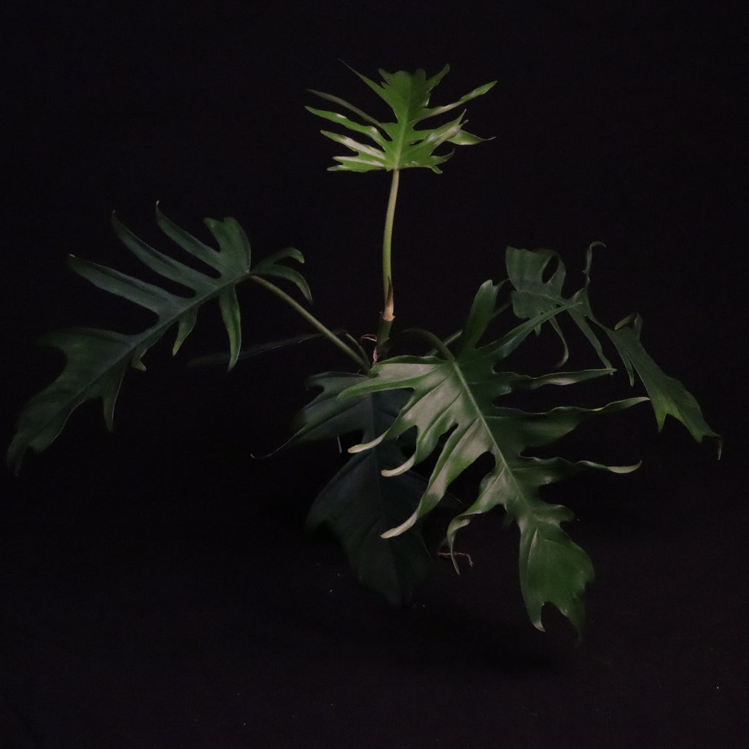 Philodendron Florida Beauty x Tortum - Green