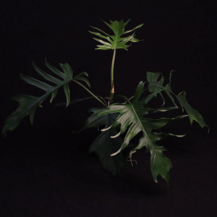Philodendron Florida Beauty x Tortum - Green