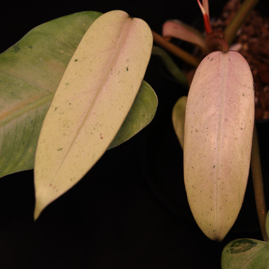Philodendron Whipple Way - US Cultivar