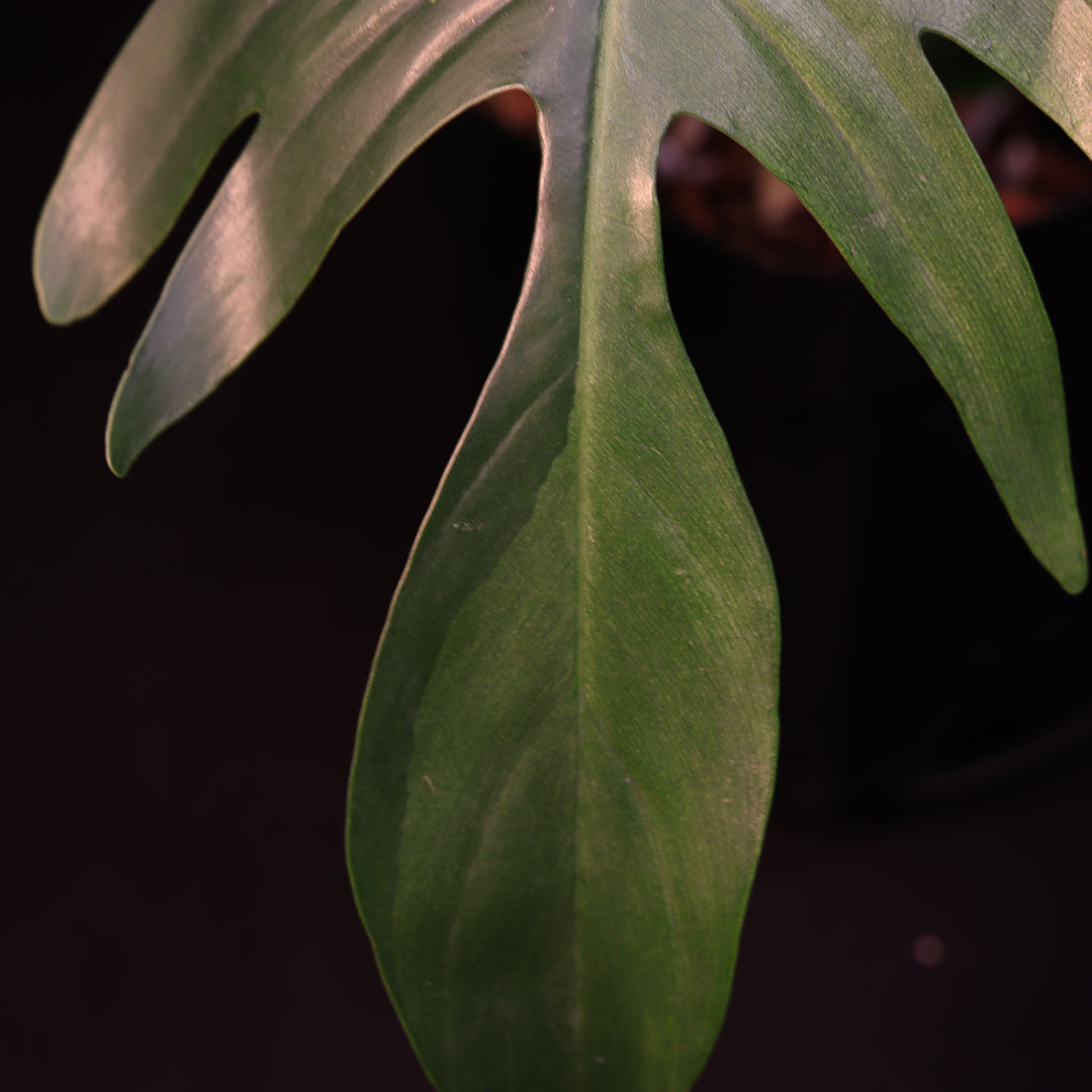 Philodendron Florida Ghost - A