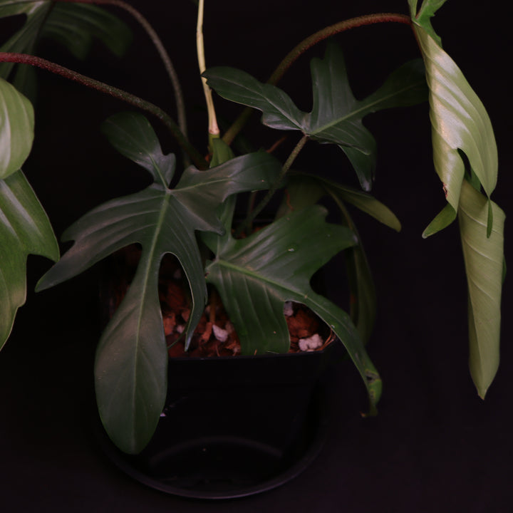 Philodendron Florida Ghost - A