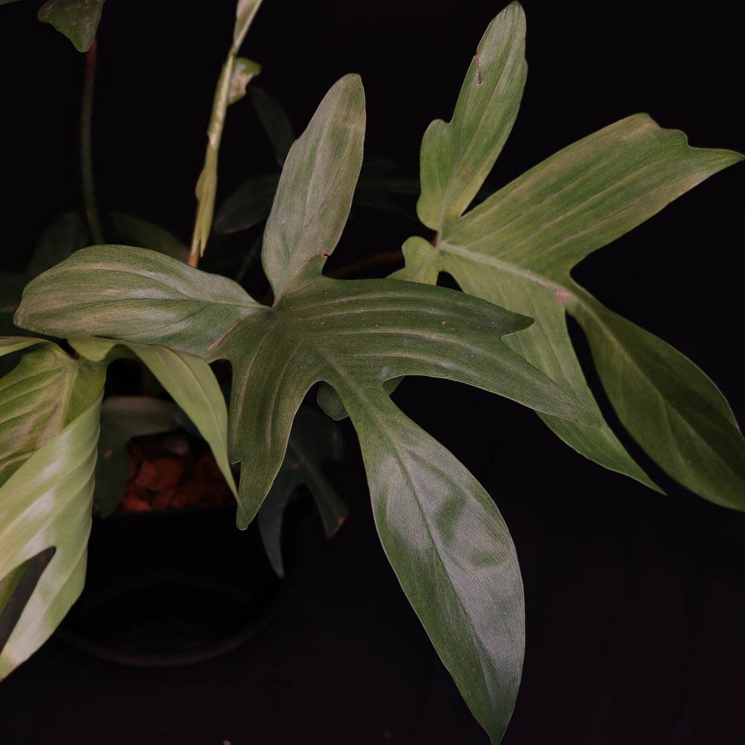 Philodendron Florida Ghost - B