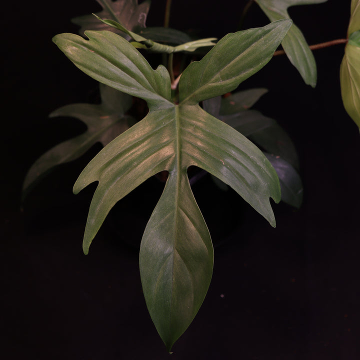Philodendron Florida Ghost - B