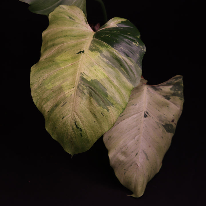 Philodendron Snowdrift - A