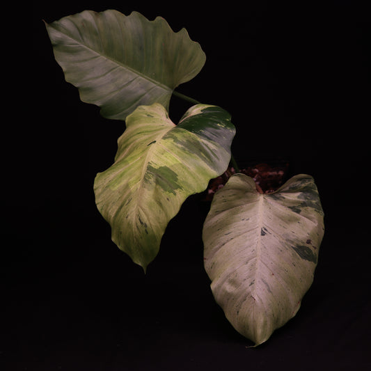 Philodendron Snowdrift - A