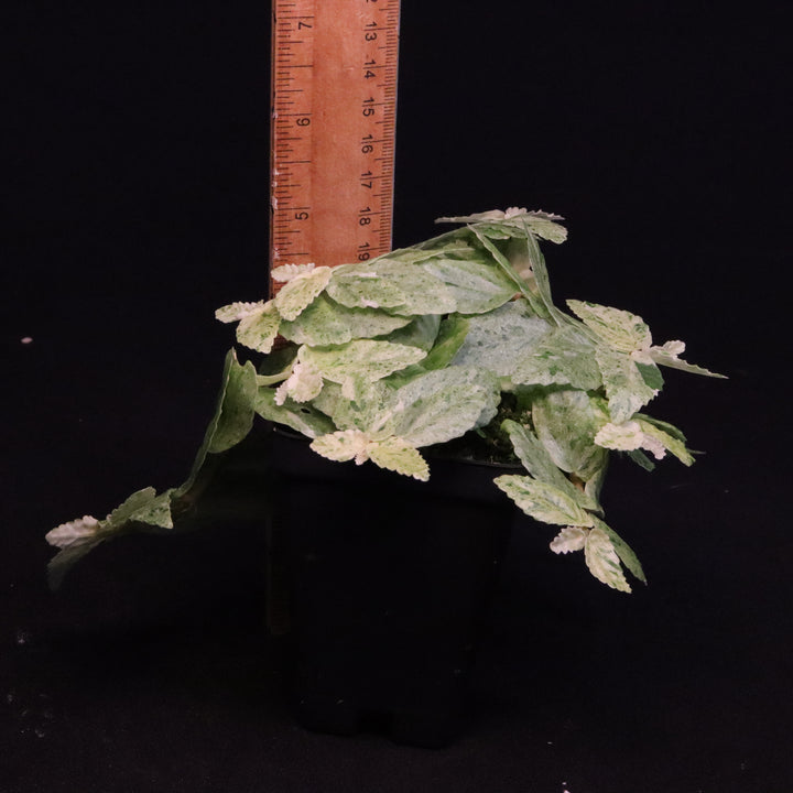 Variegated Pellionia Repens / Begonia Peppermint - Exact Plant
