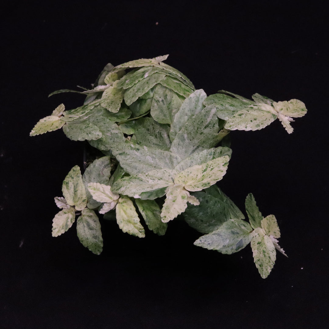Variegated Pellionia Repens / Begonia Peppermint - Exact Plant
