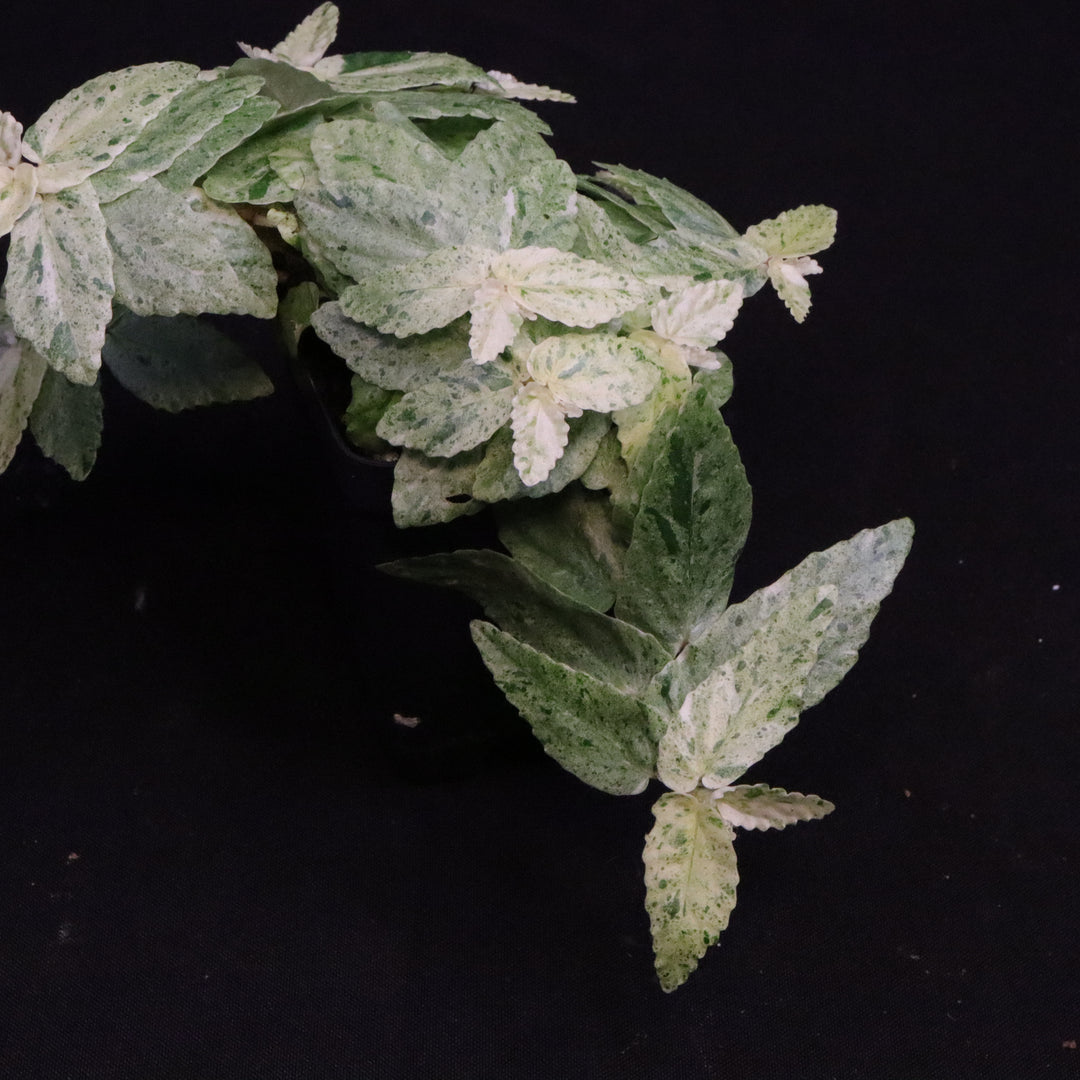 Variegated Pellionia Repens / Begonia Peppermint - Exact Plant
