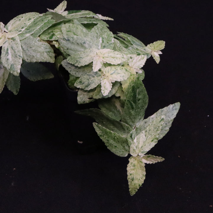 Variegated Pellionia Repens / Begonia Peppermint - Exact Plant