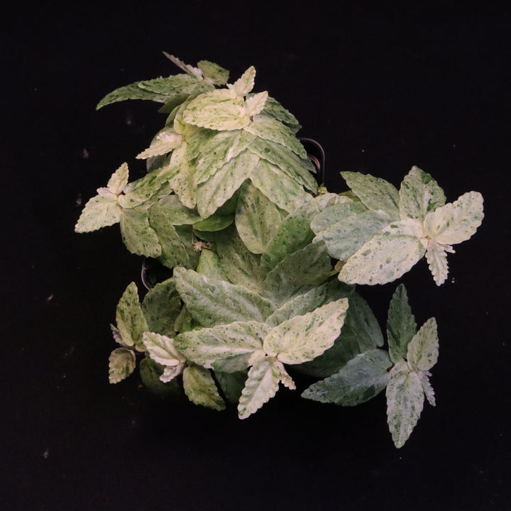 Variegated Pellionia Repens / Begonia Peppermint - Exact Plant