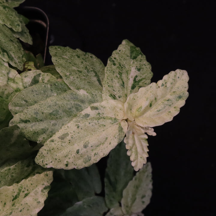 Variegated Pellionia Repens / Begonia Peppermint - Exact Plant