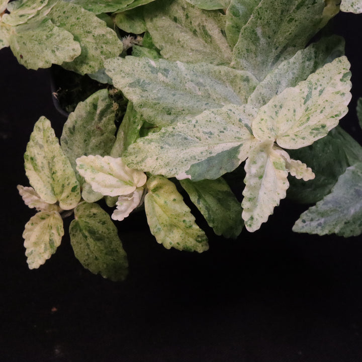 Variegated Pellionia Repens / Begonia Peppermint - Exact Plant