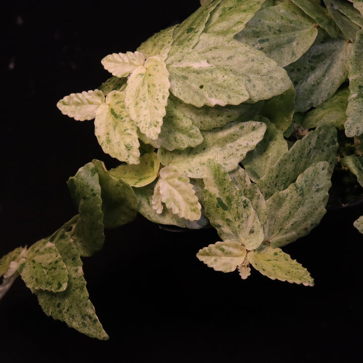 Variegated Pellionia Repens / Begonia Peppermint - Exact Plant