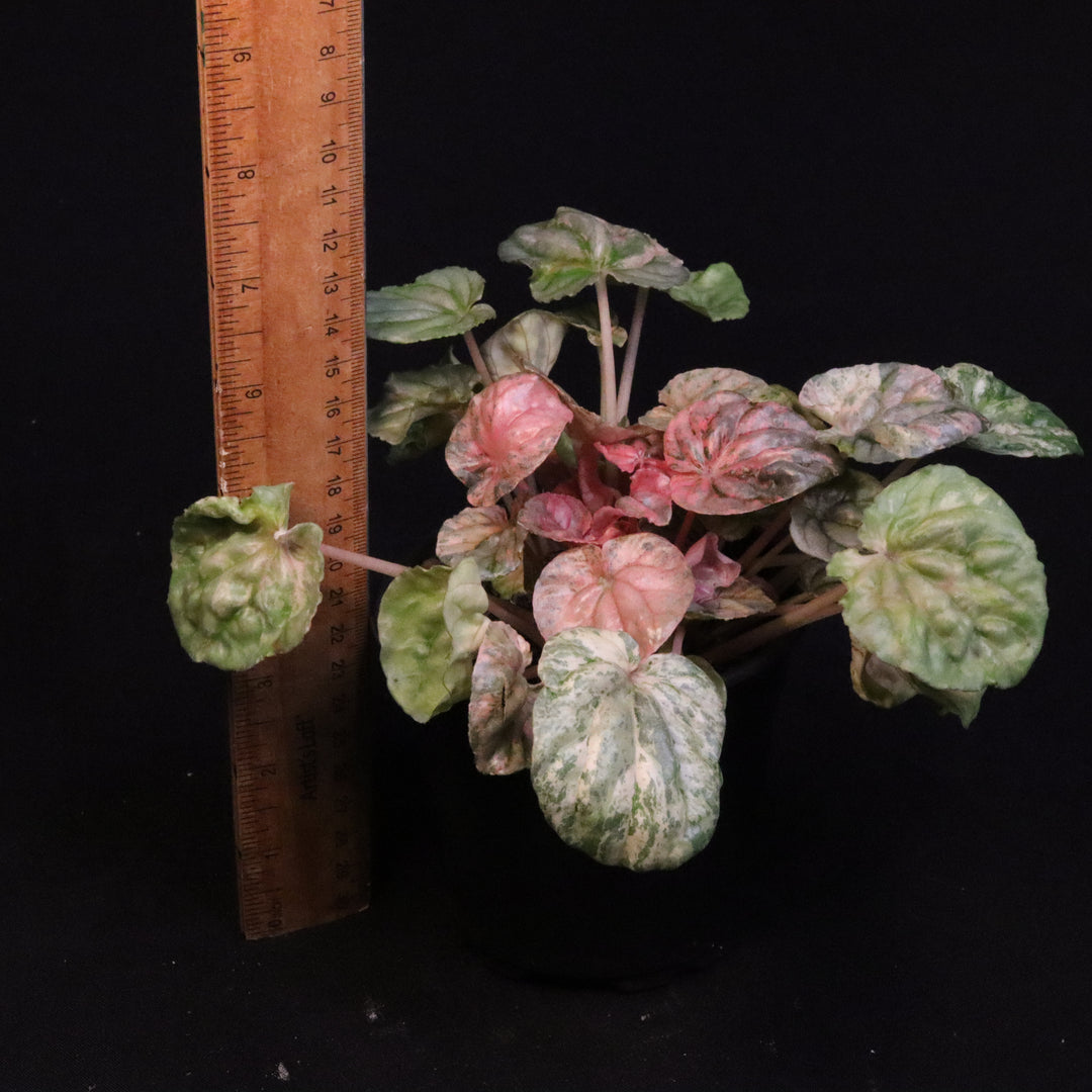 Variegated Peperomia 'Freckles'