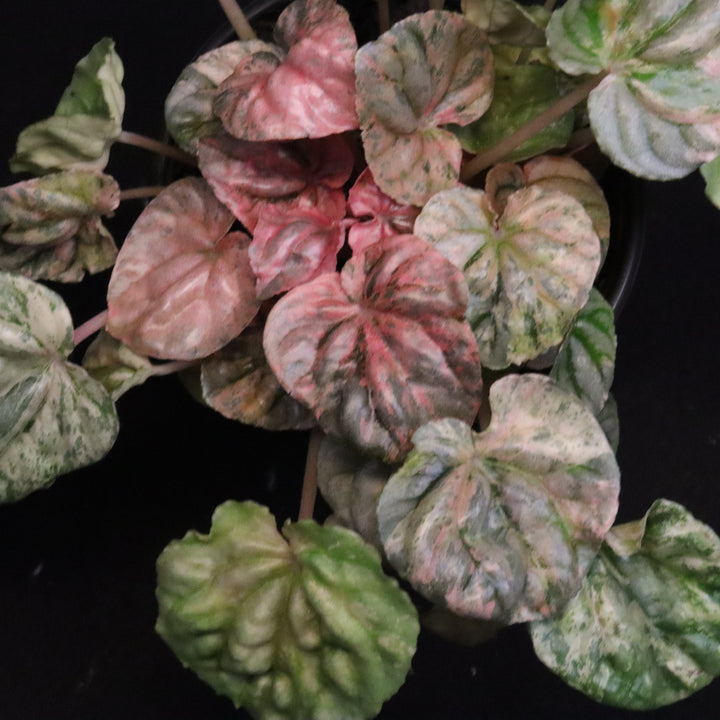 Variegated Peperomia 'Freckles'