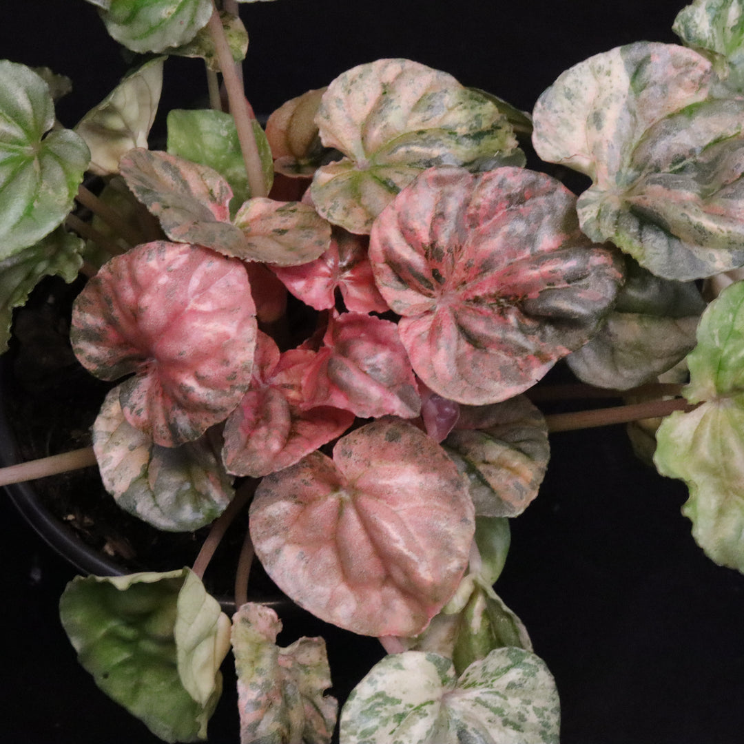 Variegated Peperomia 'Freckles'
