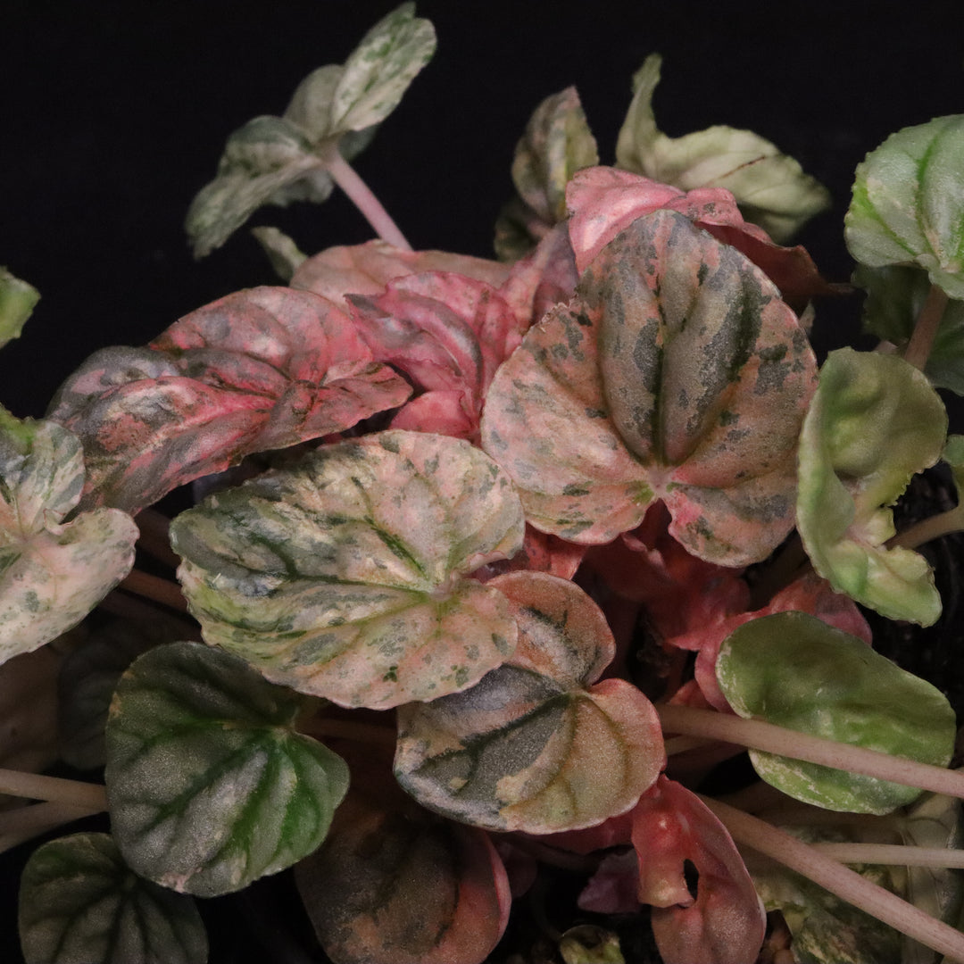 Variegated Peperomia 'Freckles'