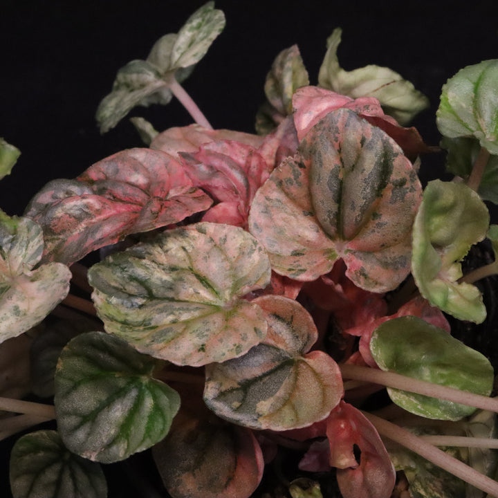 Variegated Peperomia 'Freckles'
