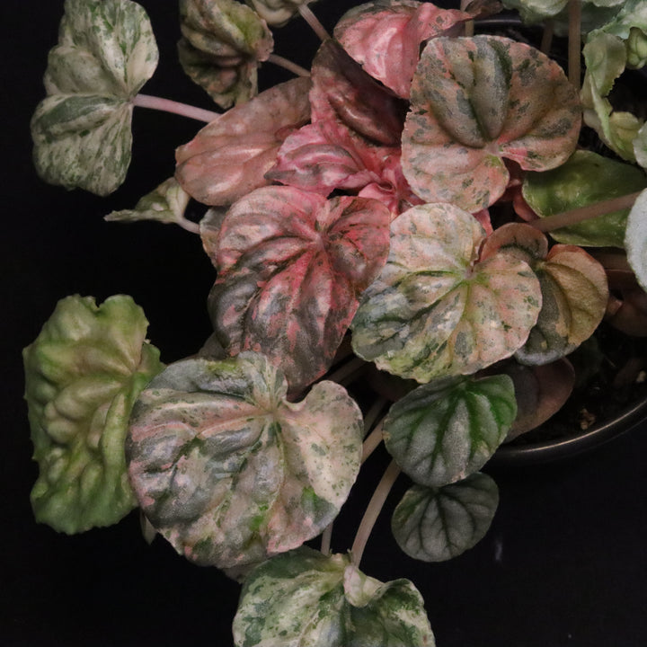 Variegated Peperomia 'Freckles'