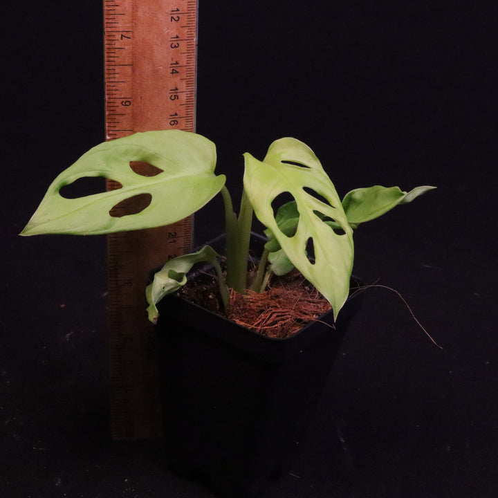 Monstera adansonii 'Neon Madonna' - B