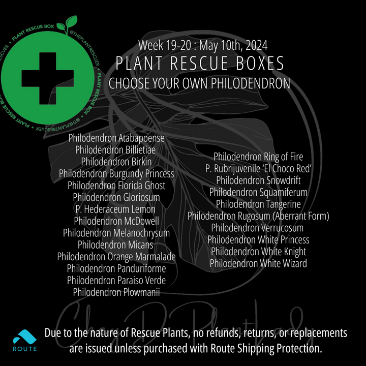 Philodendron CYO -  Plant Rescue Box - USA